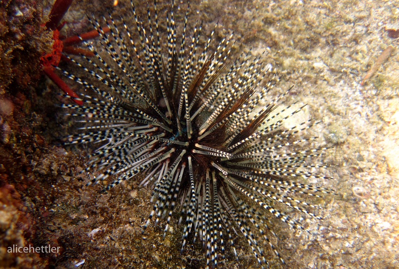 Echinothrix calamaris.jpg